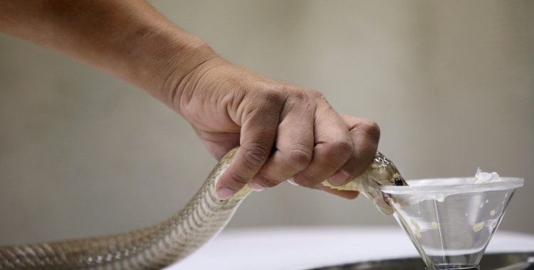 RUNGROJ YONGRIT: epa04634893 A Thai snake expert extracts venom from a Siamese Cobra at the Snake Farm in Bangkok, Thailand, 24 February 2015. The Snake Farm in Thailand is the second snake farm in the world after Butantan Snake Farm in Sao Paolo, Brazil. The Snake Farm w