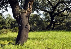 Manuel Ribeiro: Cork trees (Quercus suber) in the south of Portugal