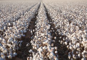 David Sucsy: ripe cotton in field ready for harvest