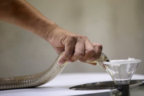 RUNGROJ YONGRIT: epa04634893 A Thai snake expert extracts venom from a Siamese Cobra at the Snake Farm in Bangkok, Thailand, 24 February 2015. The Snake Farm in Thailand is the second snake farm in the world after Butantan Snake Farm in Sao Paolo, Brazil. The Snake Farm w