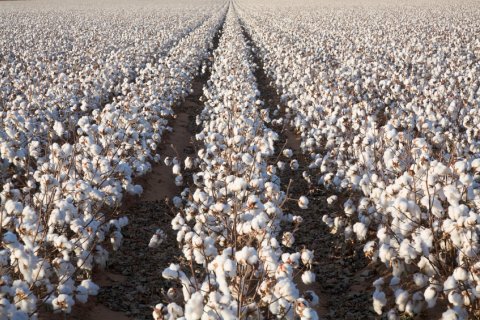 David Sucsy: ripe cotton in field ready for harvest