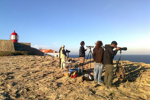 : Vila do Bispo venceu em 2015 com o Festival de Aves