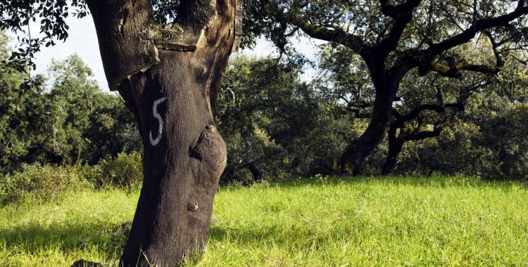 Manuel Ribeiro: Cork trees (Quercus suber) in the south of Portugal