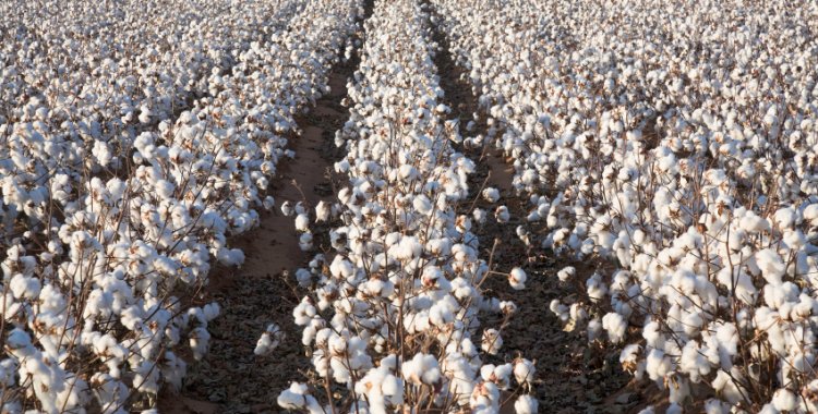 David Sucsy: ripe cotton in field ready for harvest