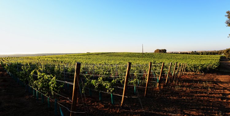 paulo barata: A herdade da Calada em Évora, Portugal.foto- paulo barata 2012